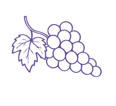 “Simple line drawing of a grape cluster with a leaf, in purple.